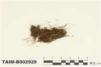 藏品(叢苔科)的圖片